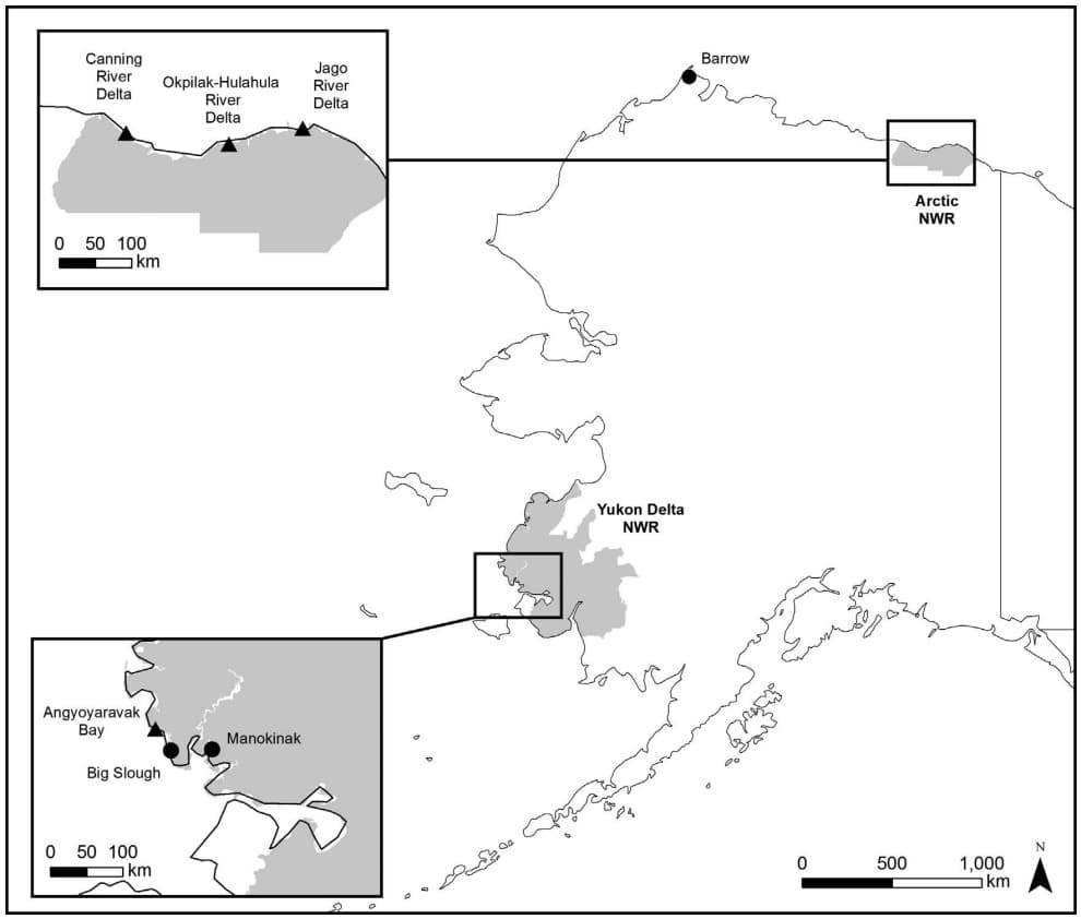 Lugares de Alaska donde los científicos tomaron muestras de mercurio en las aves.