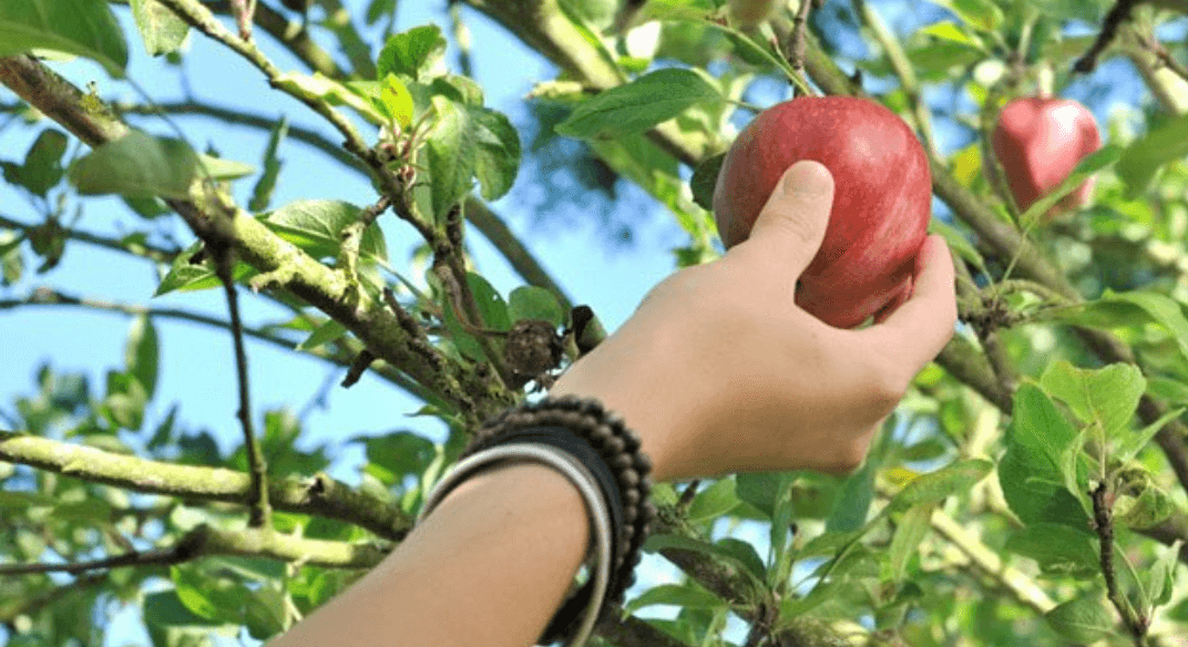 <b>Shady Brook Farm </b>
<br>
<br>
<b>Cuándo</b>: consulte el calendario para conocer los detalles aquí. Miércoles a jueves de 9 a.m. a 5 p.m. (el último vagón sale a las 4 p.m.); Viernes a Domingo de 9 a 20 hs. (El último vagón sale a las 7 p.m.); Los niños menores de 24 meses entran gratis, todos los demás huéspedes necesitan un boleto para ingresar.
<br>
<br>
<b>Conduzca desde Filadelfia</b>: 40 minutos (931 Stony Hill Road, Yardley). Nota: en Google Maps, la ciudad aparece como Morrisville.