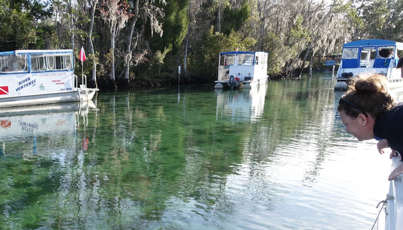 <b>Muertes por alta velocidad. </b>Las altas velocidades a las que transitan cada día decenas de botes turísticos por los canales constituyen la peor amenaza para estos animales. Los científicos indican que una de las mejores medidas que se pueden tomar para protegerlos es restringir las embarcaciones que transiten en sus hábitats de 15 a 30 millas por hora (de 25 a 50 km por hora).
<br>