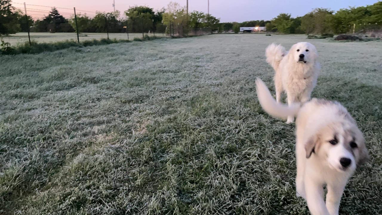 Eleonor y Cinco salieron a caminar en el frío.