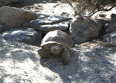 La tortuga Mojave Maxine anuncia la llegada de la primavera