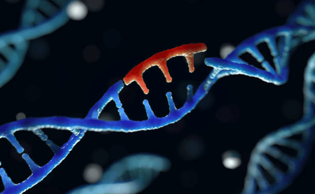 Qué es la técnica de “tijeras genéticas” que ganó el Nobel de Química y su importancia para el control de enfermedades hereditarias 