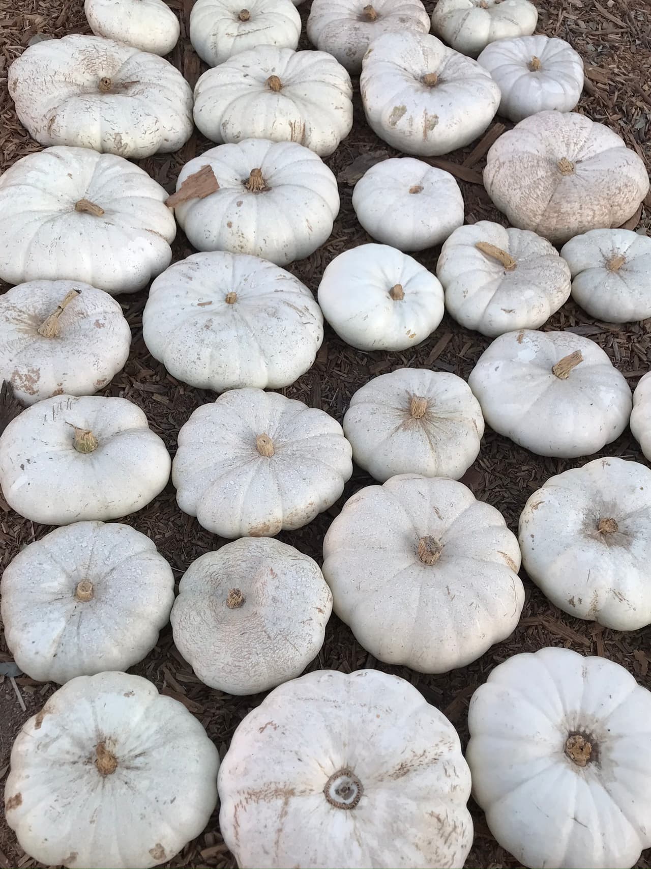 A la calabaza dulce se le reconoce por se chata, esta variedad de color blanco se conoce como 'White pumpkin'.
