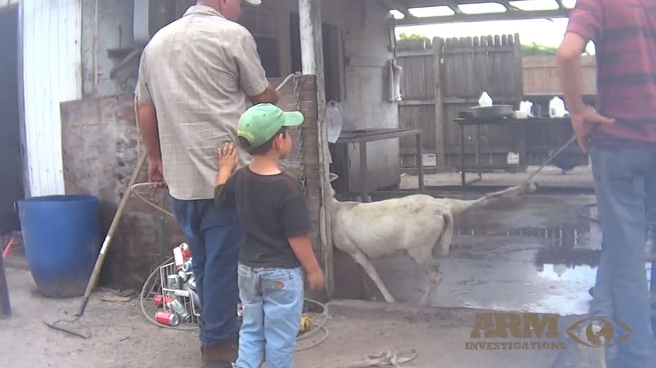 FL: Dan el mayor golpe de crueldad animal en EEUU