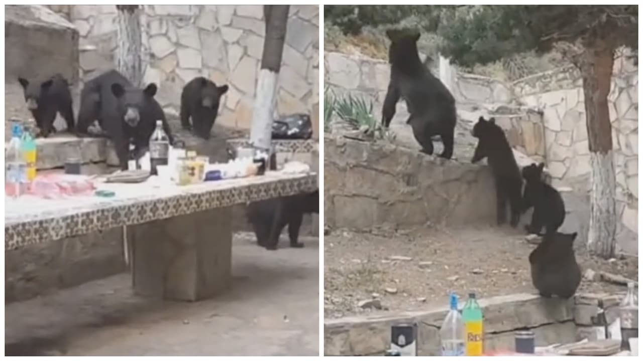 Familia de osos se roban carne asada con todo y ollas en México: video divierte a TikTok