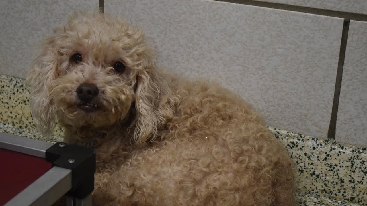 Los animales fueron trasladados a la Sociedad Protectora de Animales donde de inmediato se les prestó ayuda.