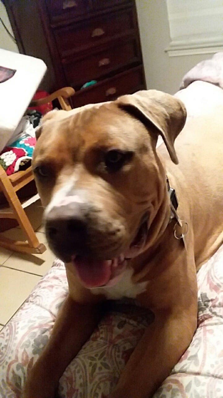 Patty Muñoz envió esta foto de su hijo peludo.