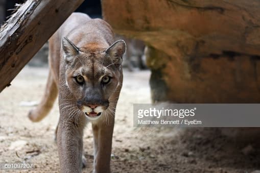 Retire la vegetación cercana a tu casa y a las áreas de juego de los niños donde se pudiera esconder un puma.