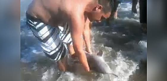 Los bañistas del delfín no son los únicos que dan vergüenza