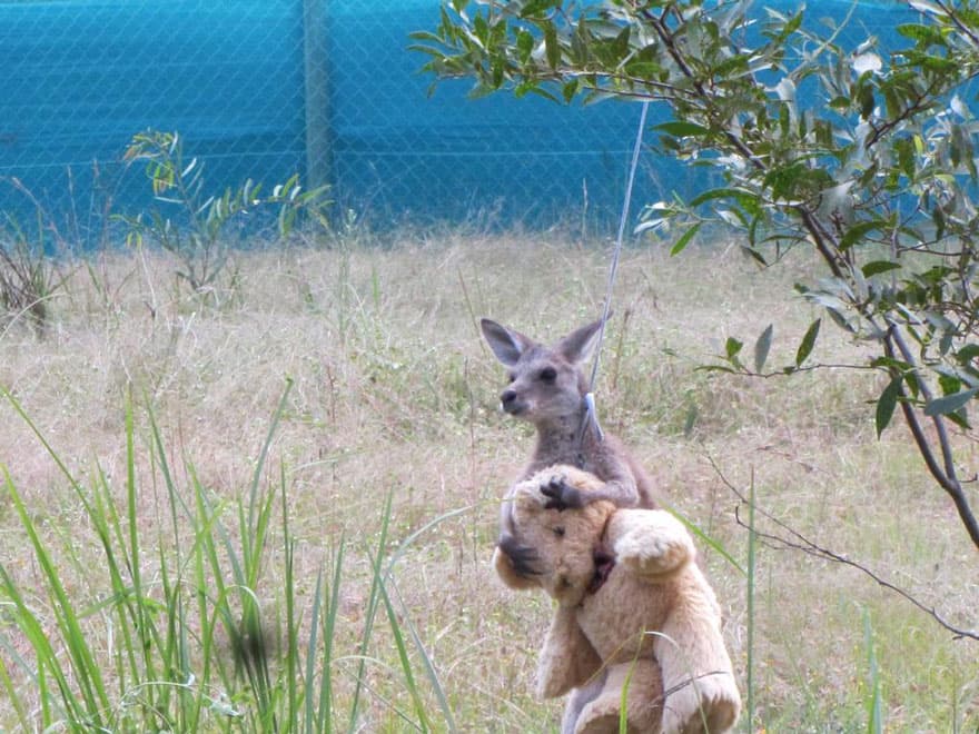El canguro y su peluche han robado corazones a nivel mundial.