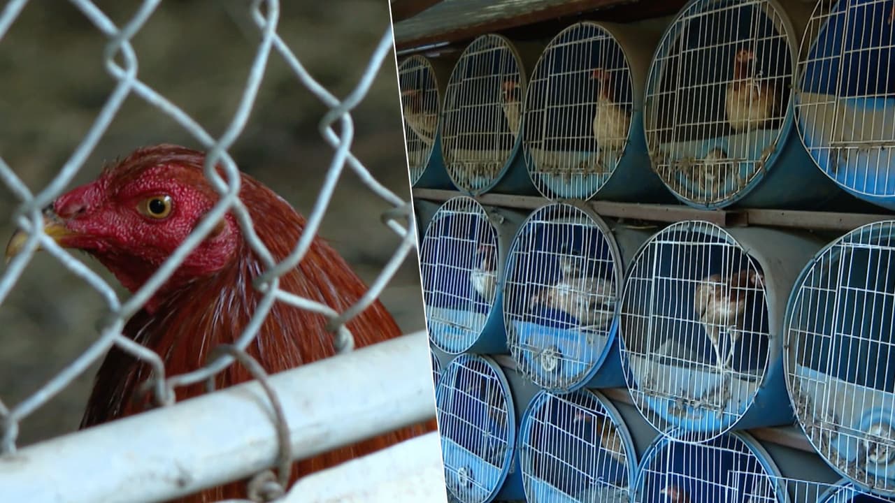 ¿Cuántos gallos, gallinas y pollitos puedes tener en tu patio o casa en Texas?