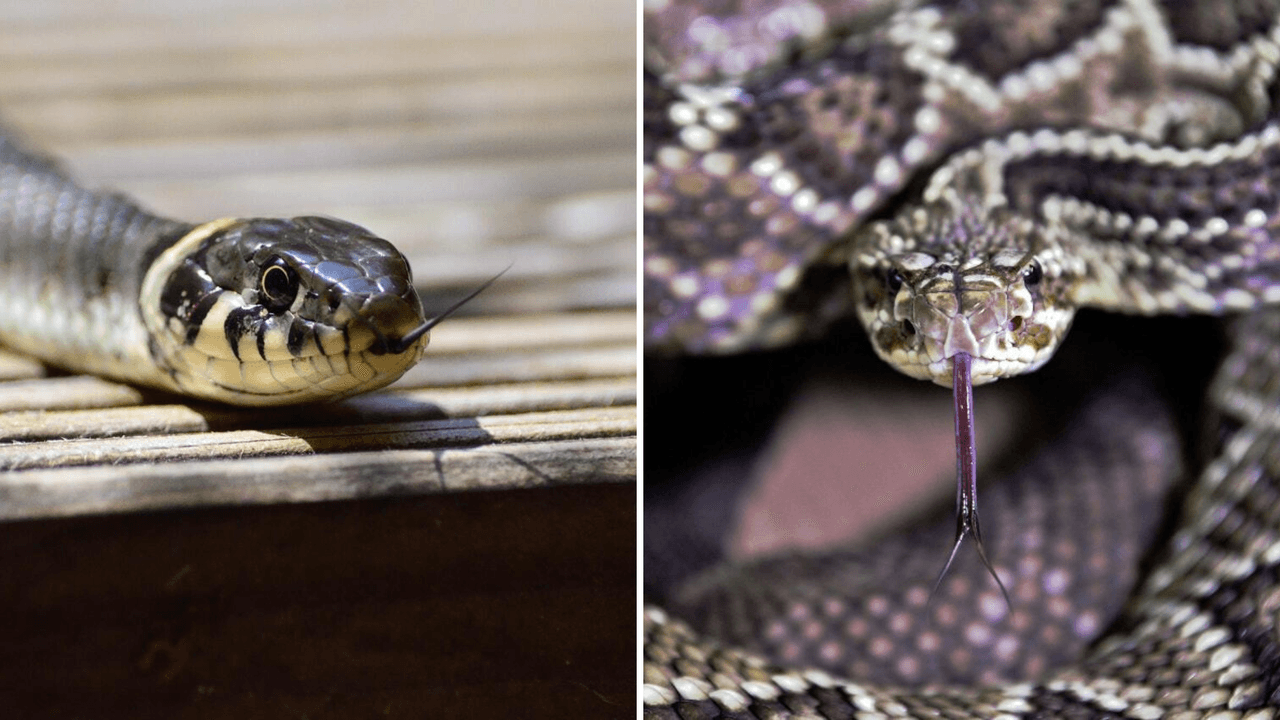 Este condado al norte de Texas es donde más habitan las serpientes venenosas