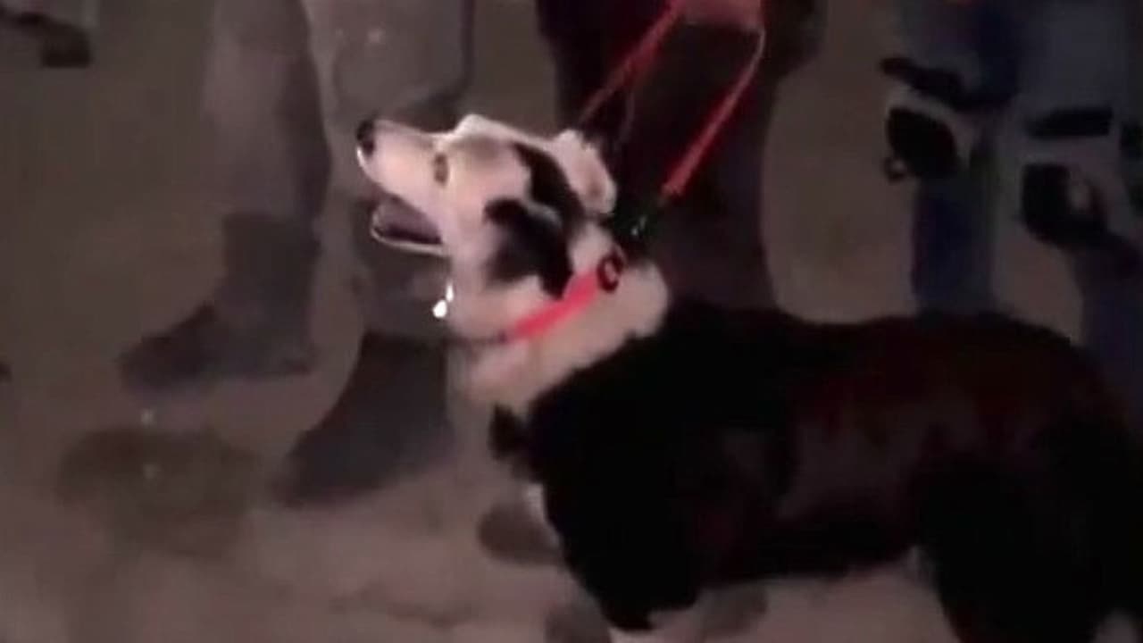 Tsunami, el heroico perro rescatista, localiza con vida a un hombre entre los escombros en Venezuela