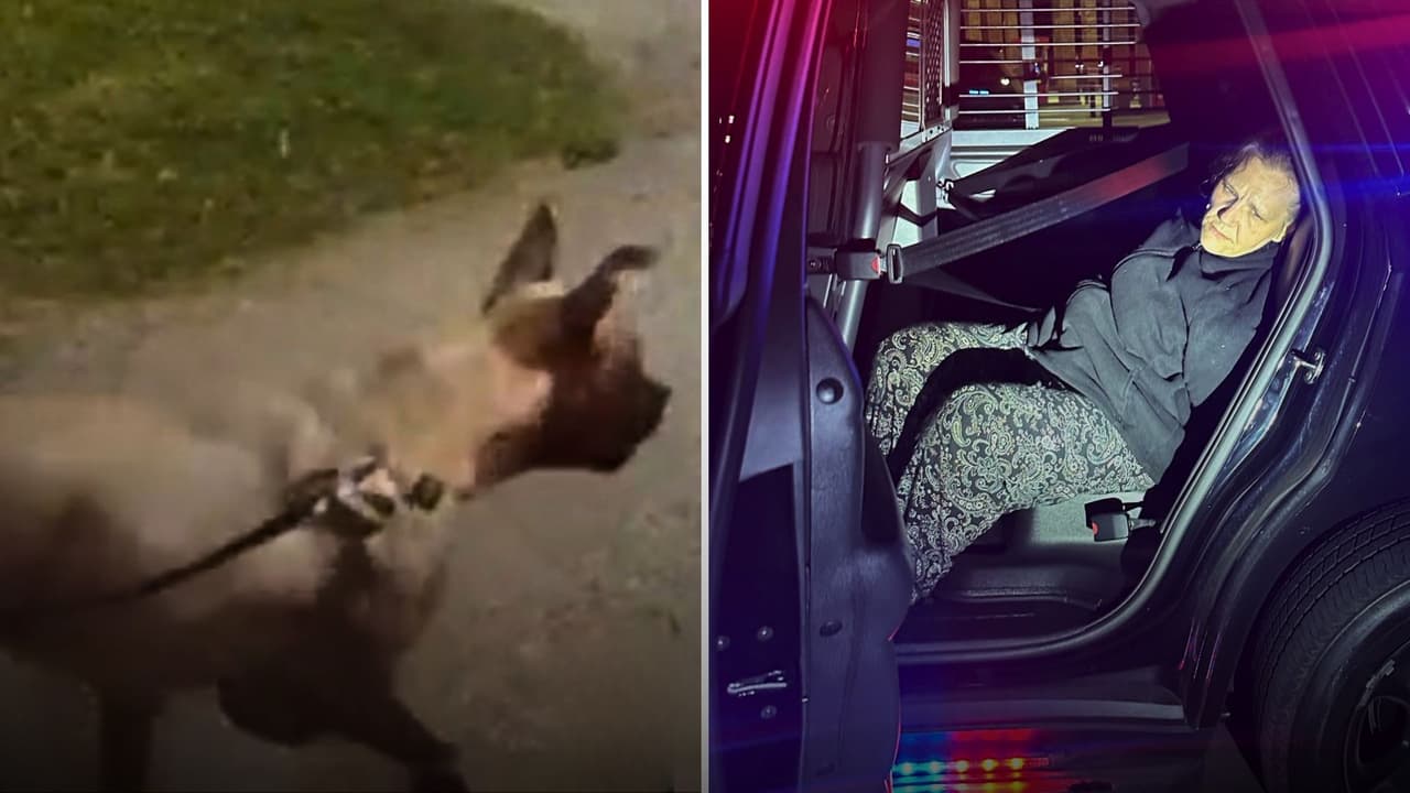 Arrestan a la dueña del pitbull que atacó a una mujer en un parque del norte de Texas