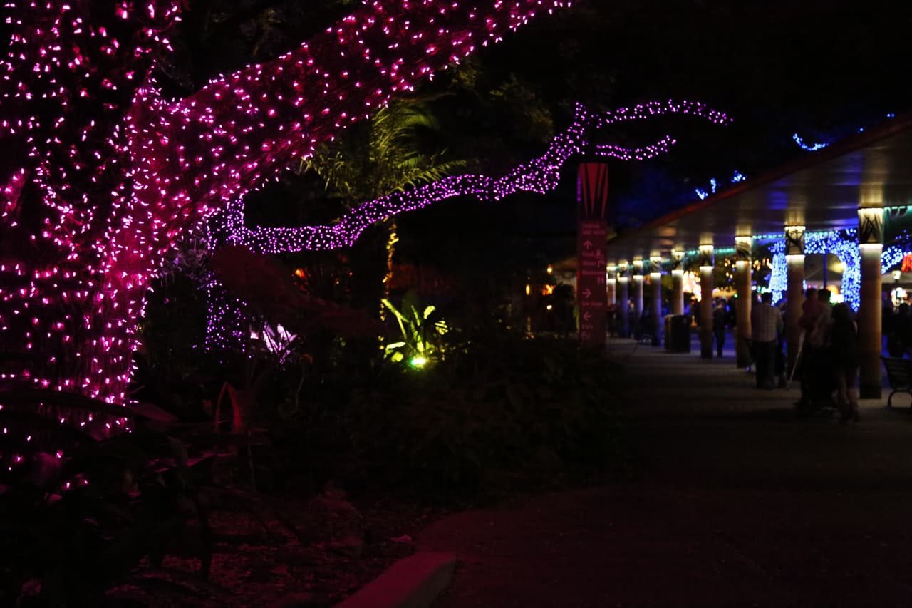 Así se ven los robles a la salida del recorrido.