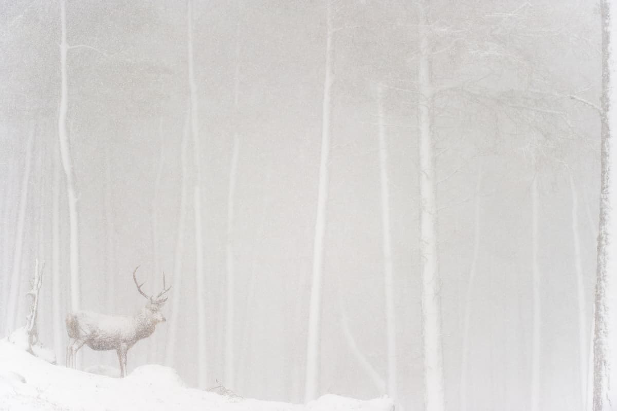 Un ciervo adulto oculto dentro de una feroz tormenta de nieve en el Parque Nacional de Cairngorms, Escocia. Según Vitale, “la iniciativa se inspiró en el deseo de enfrentar los desafíos actuales de la pandemia, así como los impactos que está teniendo tanto en la vida silvestre y en las comunidades que la protegen. La vida silvestre se está volviendo vulnerable y la caza furtiva está aumentando”.