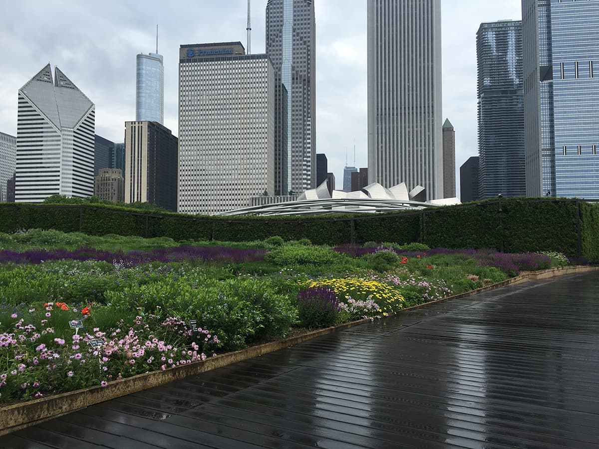 <h3 class="cms-H3-H3">El Jardín Lurie</h3>
<br>Este espacio se encuentra en el extremo sur del Millennium Park, donde las flores silvestres proliferan y permiten una vista muy particular del horizonte de la ciudad.