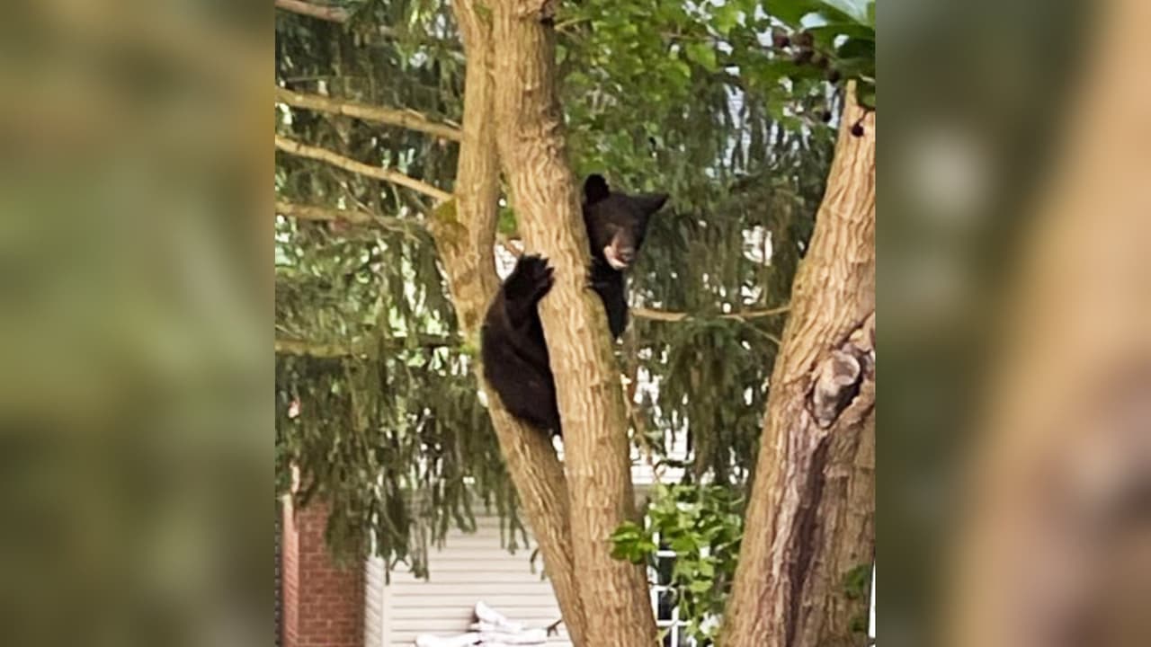 Captan a otro oso negro en un vecindario del DMV: ahora sobre un árbol en Rockville