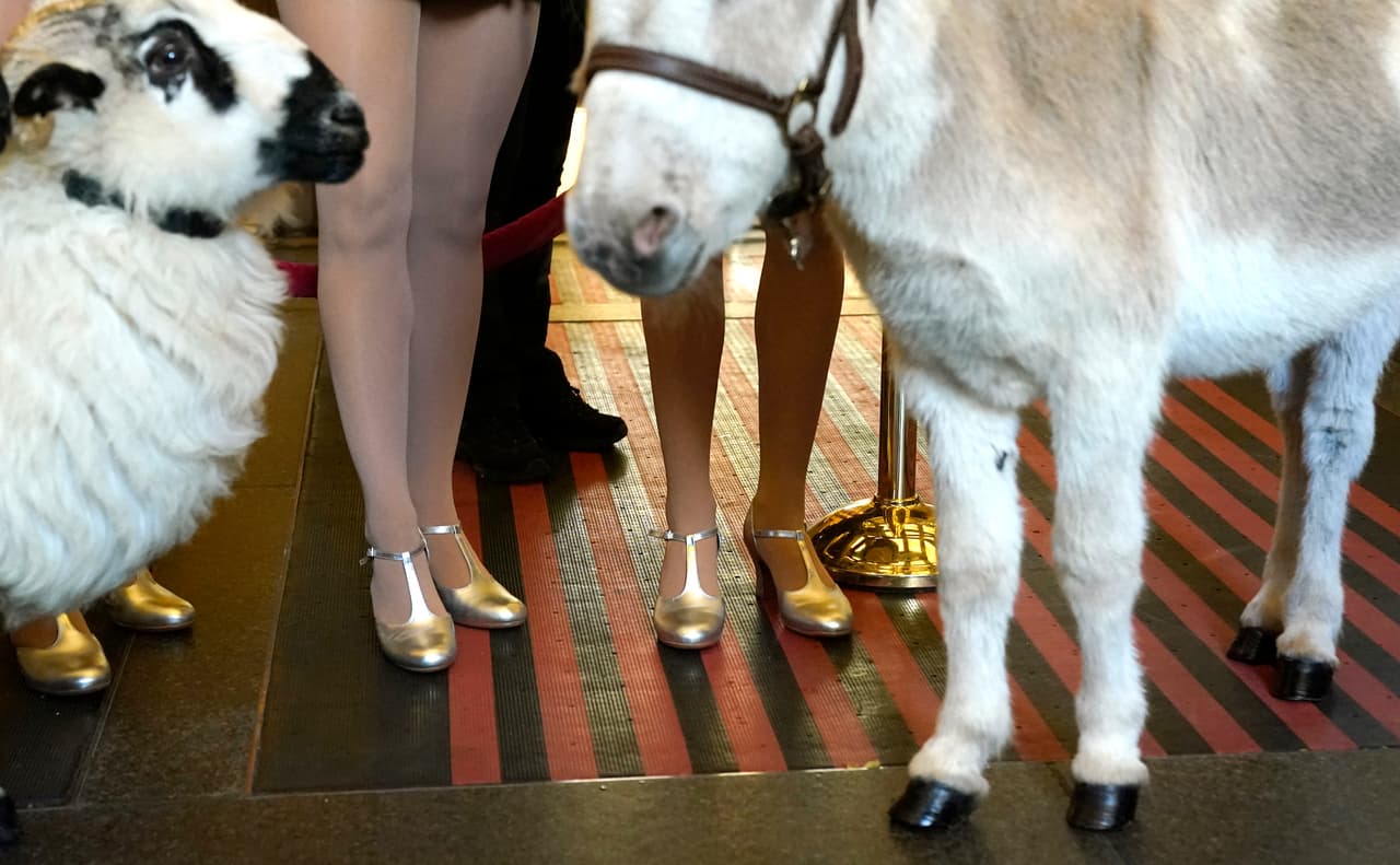 La inclusión de animales vivos en la escena del Nacimiento busca aportar autenticidad y atractivo visual al espectáculo, que es una de las atracciones turísticas más populares de la ciudad durante la temporada navideña.