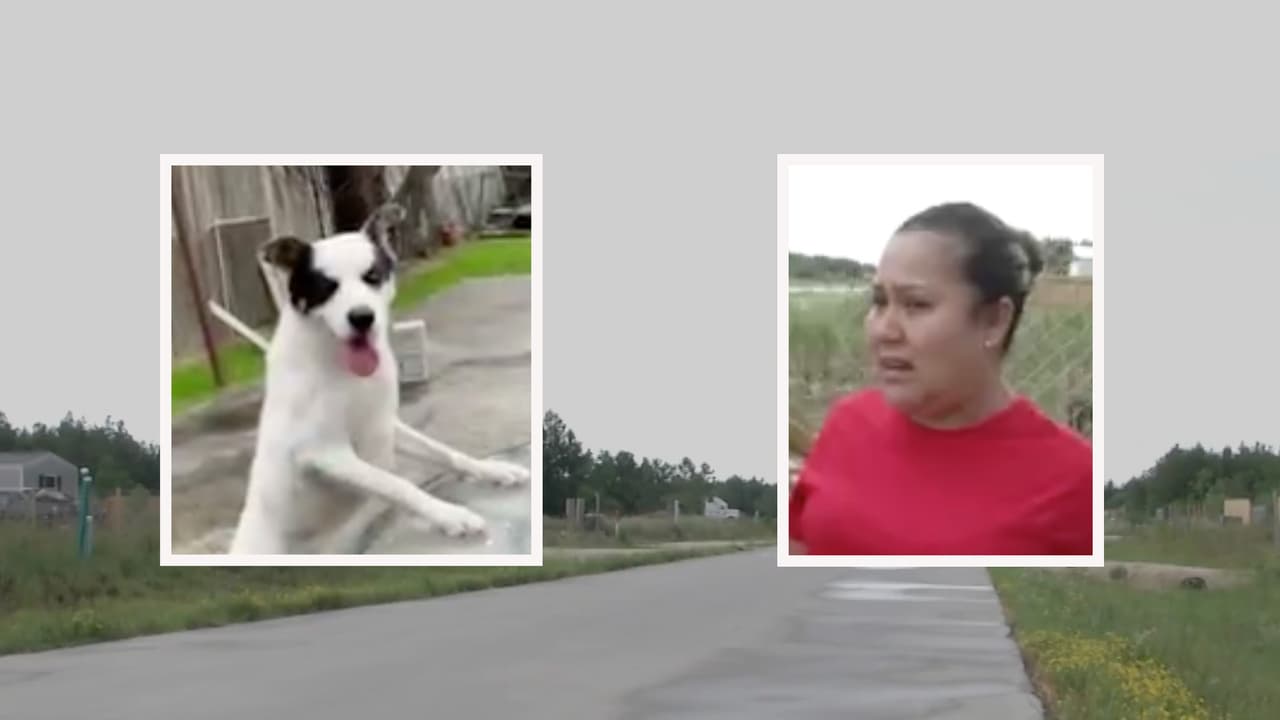 Familia de Houston denuncia que los perros de su vecina atacaron y mataron a su mascota