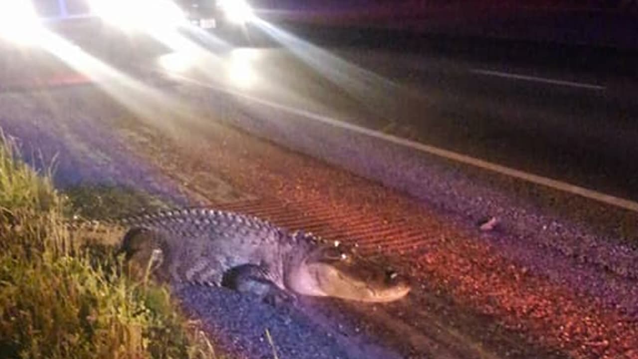 Un enorme caimán detuvo el tráfico en la autopista US-59 al norte de Houston