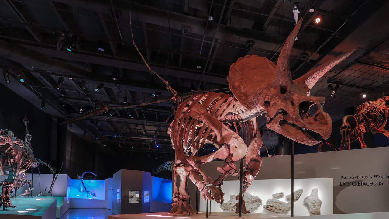 El Museo de Ciencias Naturales de Houston es uno de los más populares y visitados, cuenta con exhibiciones especiales y un centro de mariposas Cockrell, entre muchos otros atractivos que harán uno de los puntos ideales para los amantes de los selfis.