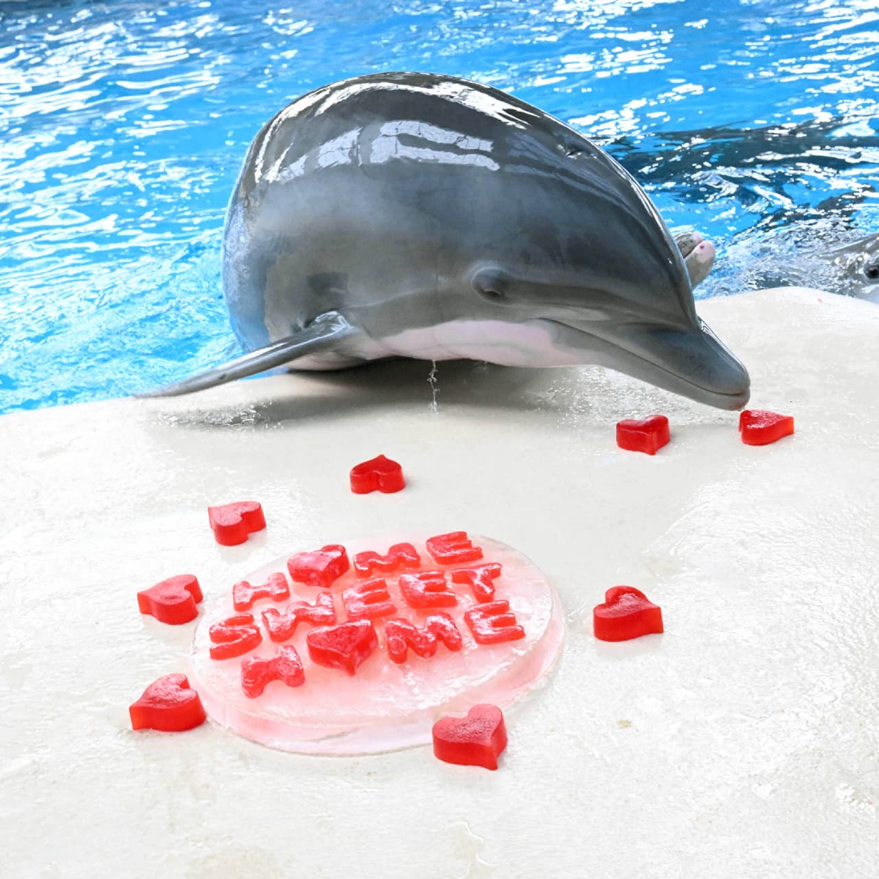 Allison, un delfín nariz de botella de Brookfield, recibió corazones para celebrar el Día de San Valentín.
