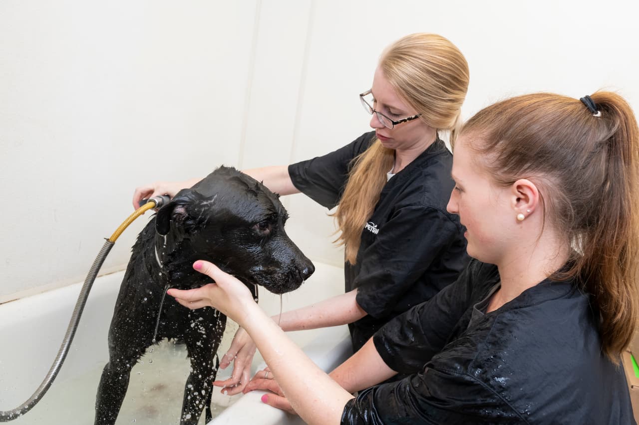 La aceleración del ritmo cardíaco del perro, acompañada de jadeos con presencia de babas, y de una respiración rápida y nerviosa, son algunos de los síntomas que debes atender.