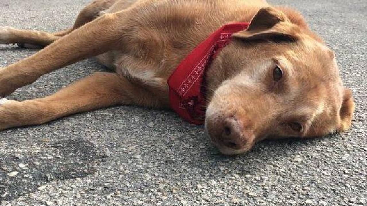 En caso de presentar alguna molestia relacionada con el calor, 
<b>acude de inmediato con un veterinario</b>. Protege a tu mascota como un 
<a href="https://www.univision.com/local/arizona-ktvw/consejos-protege-a-tu-mascota-del-calor">miembro más de tu familia</a>.