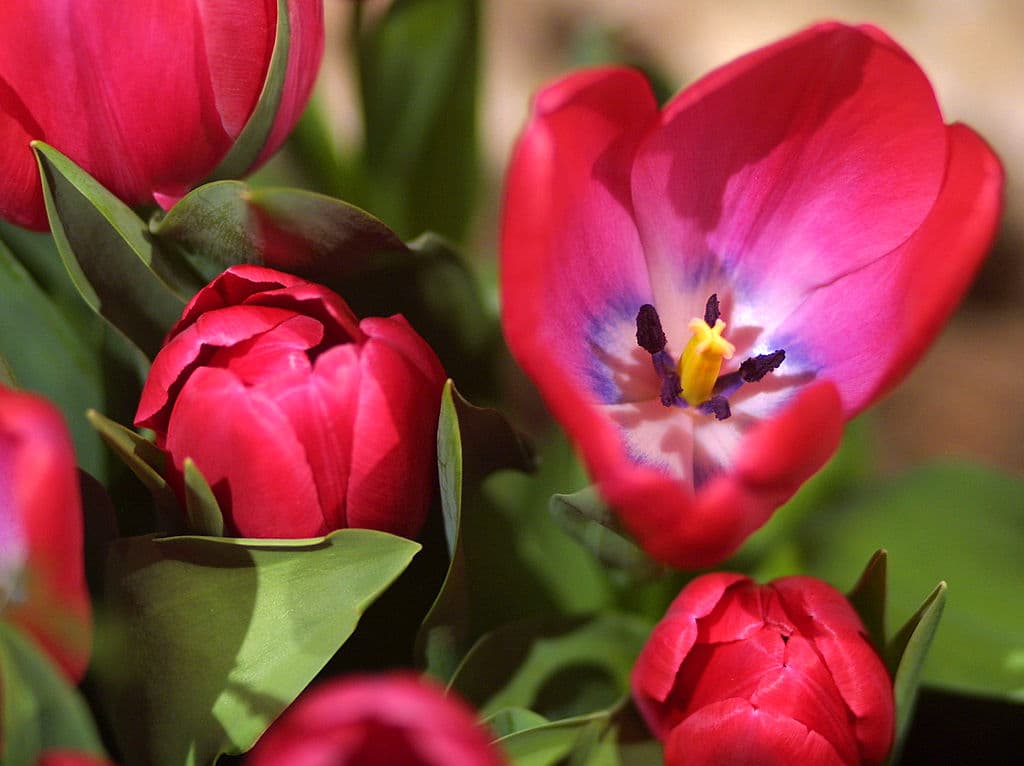 Para esta 
<a href="https://www.univision.com/temas/primavera">primavera</a>, se seleccionaron tres bulbos distintos: 
<i>Apricot Beauty Antoinette</i>, 
<i>Apricot impression Candy Prince</i> y 
<i>Blue Spectacle Vanilla Cream</i>. 
<br>