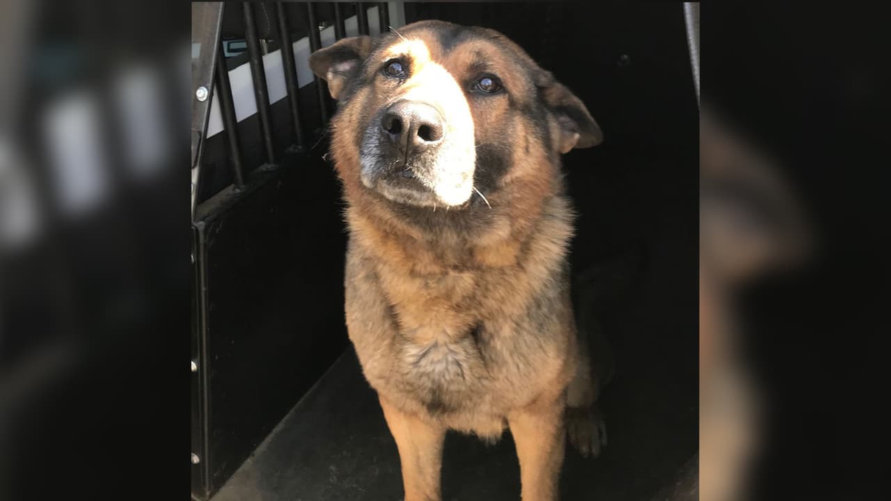 Continúa la búsqueda de Rudy, un K-9 desaparecido en Carolina del Sur