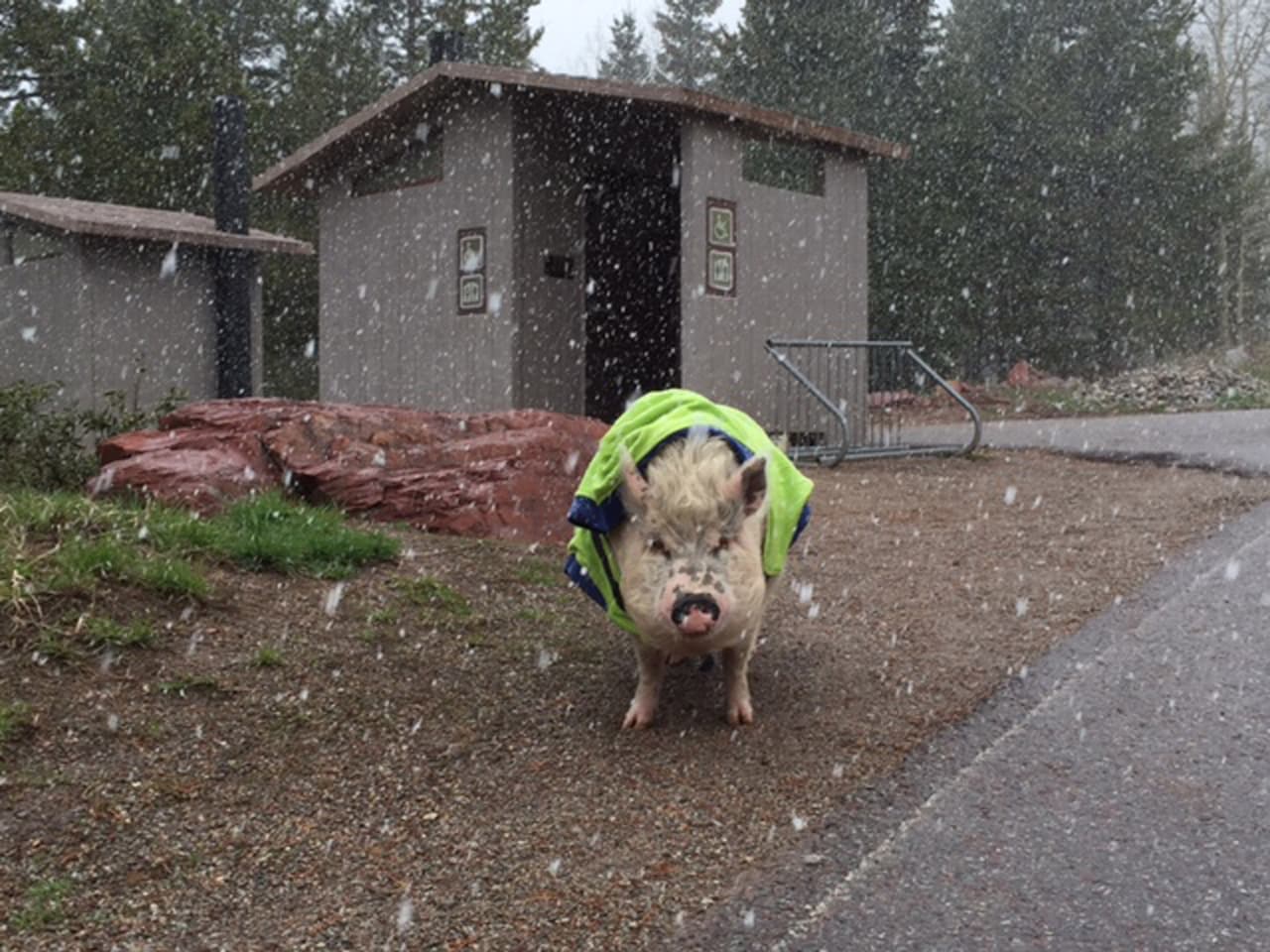 La pareja ha disfrutado de la compañía de Ziggy, su puerco, durante largos años.