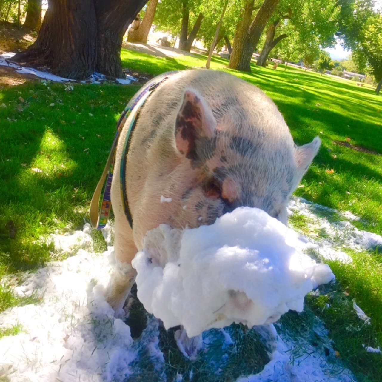 Sin embargo, lamentablemente no encontraron una propiedad para rentar que aceptara a su puerquito.