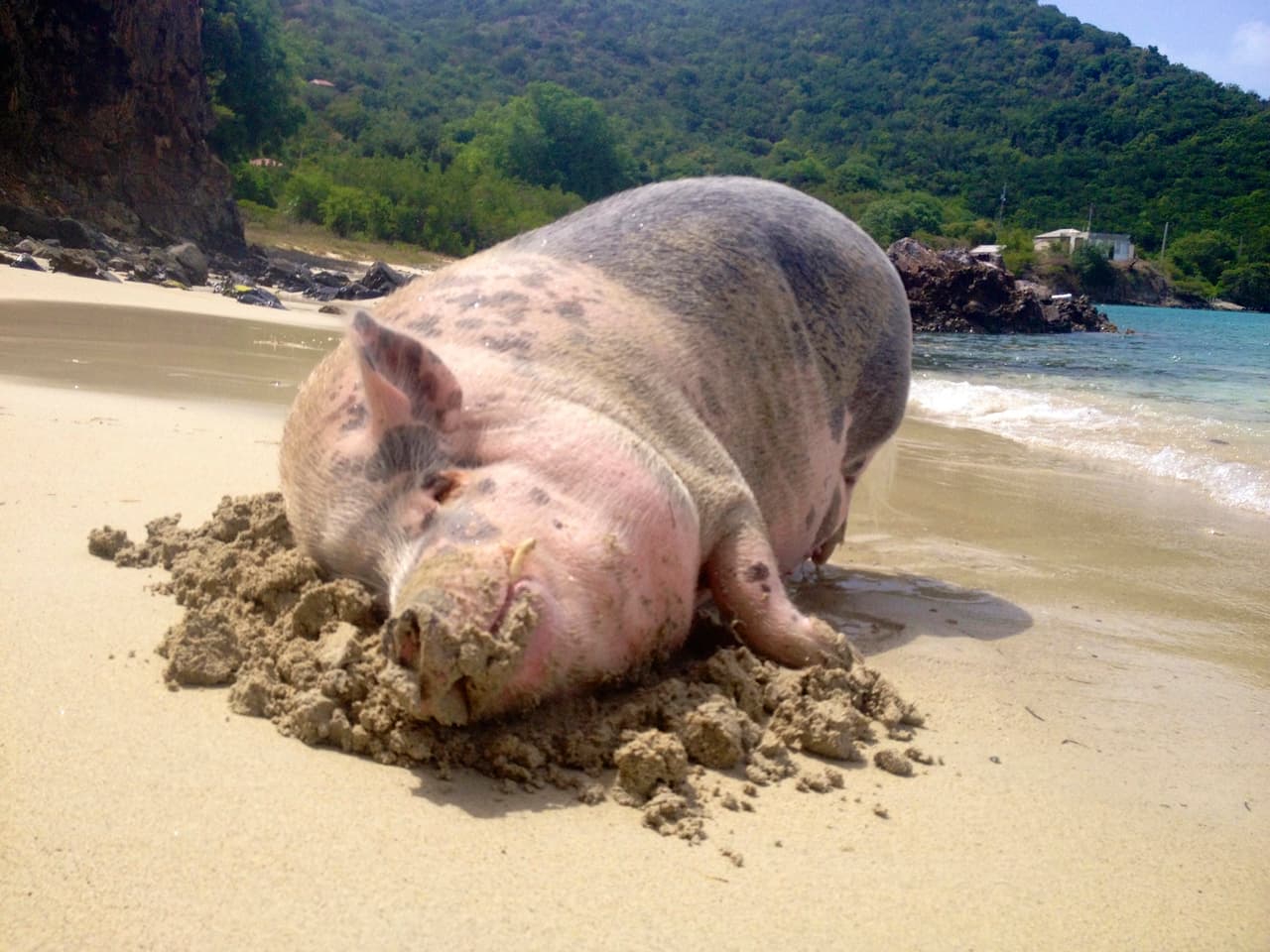 Se trata de Kristin Hartness y Jay Yontz, quienes aman a su mascota, ¡un puerco!