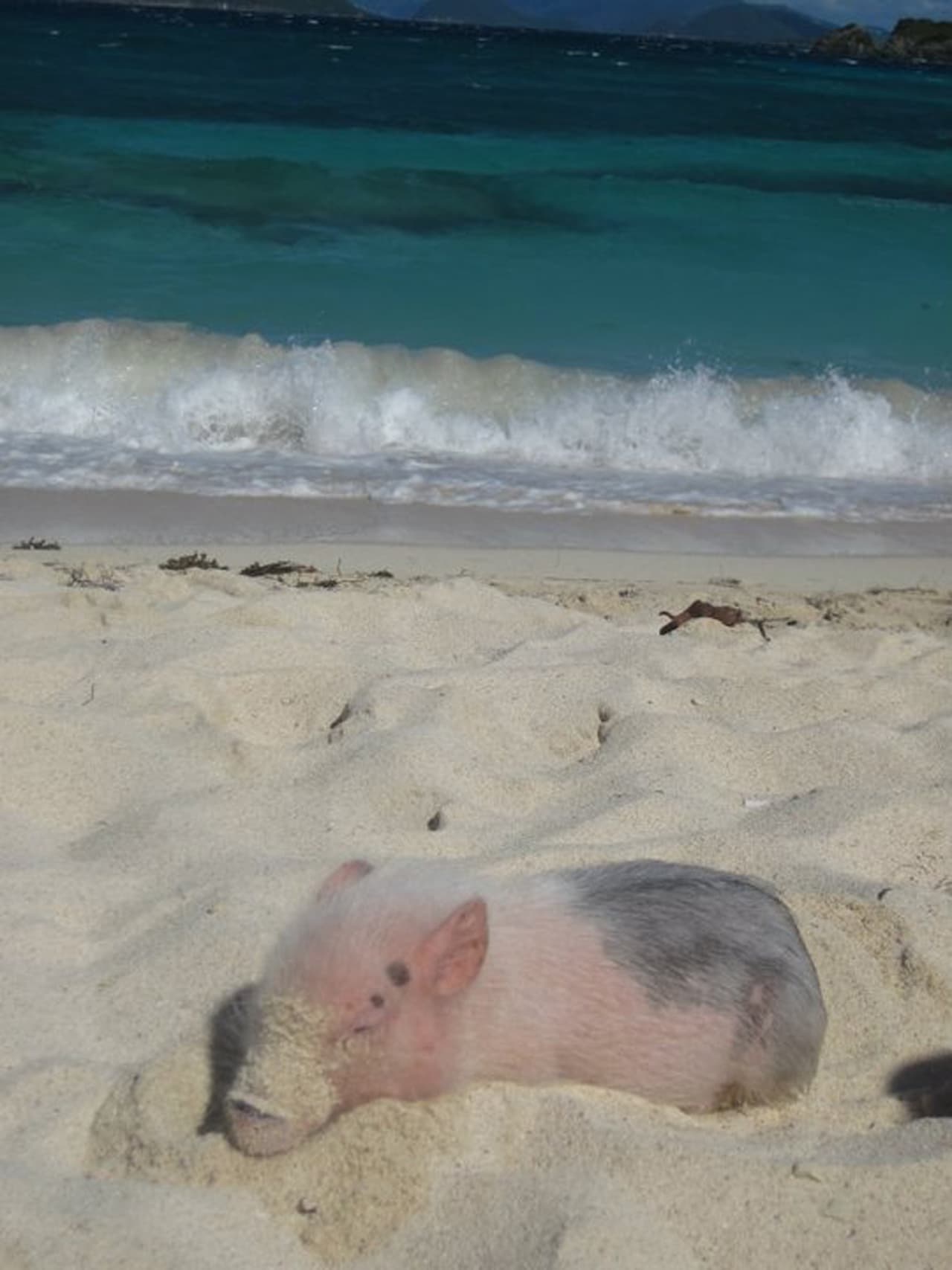 Ahora que viven en su casa móvil, Kristin y Jay aprovechan para viajar con Ziggy a su lado.