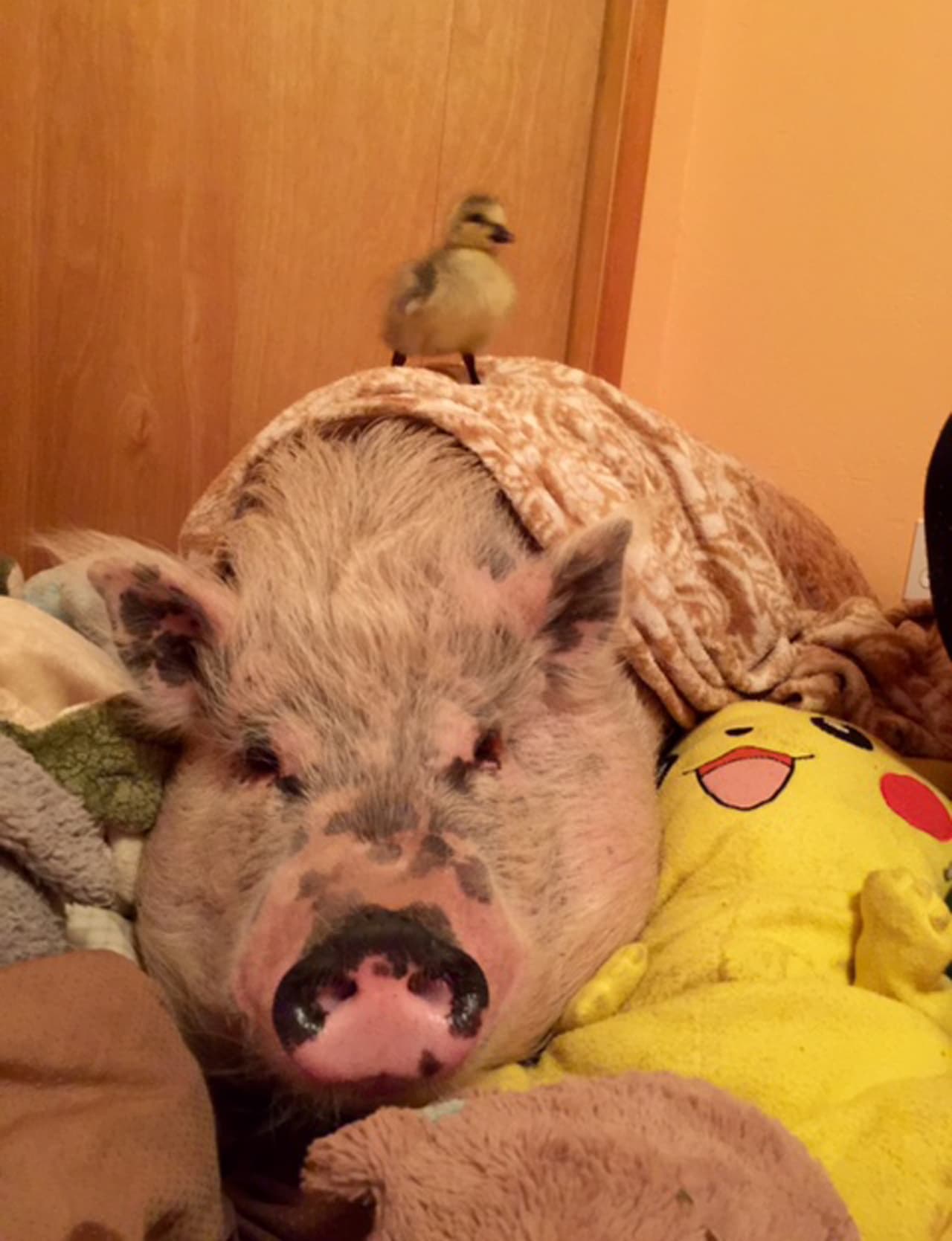 Un día, Kristin y Jay se vieron forzados a dejar la casa donde rentaban ya que fue vendida.