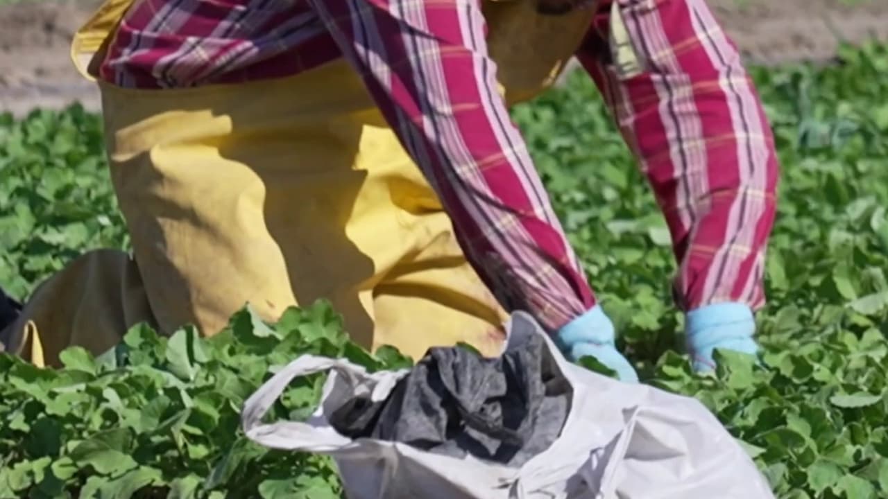 Revés al gobierno Trump: Juez federal dictamina que es ilegal recorte de salarios a trabajadores agrícolas
