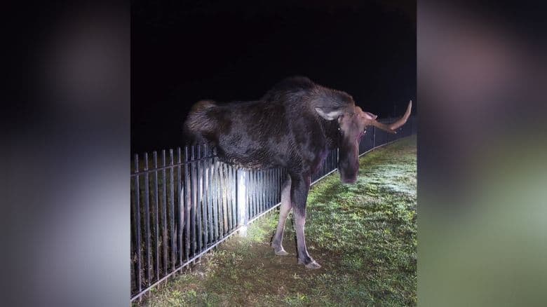Alce es rescatado por autoridades tras quedar atrapado en una reja en Connecticut