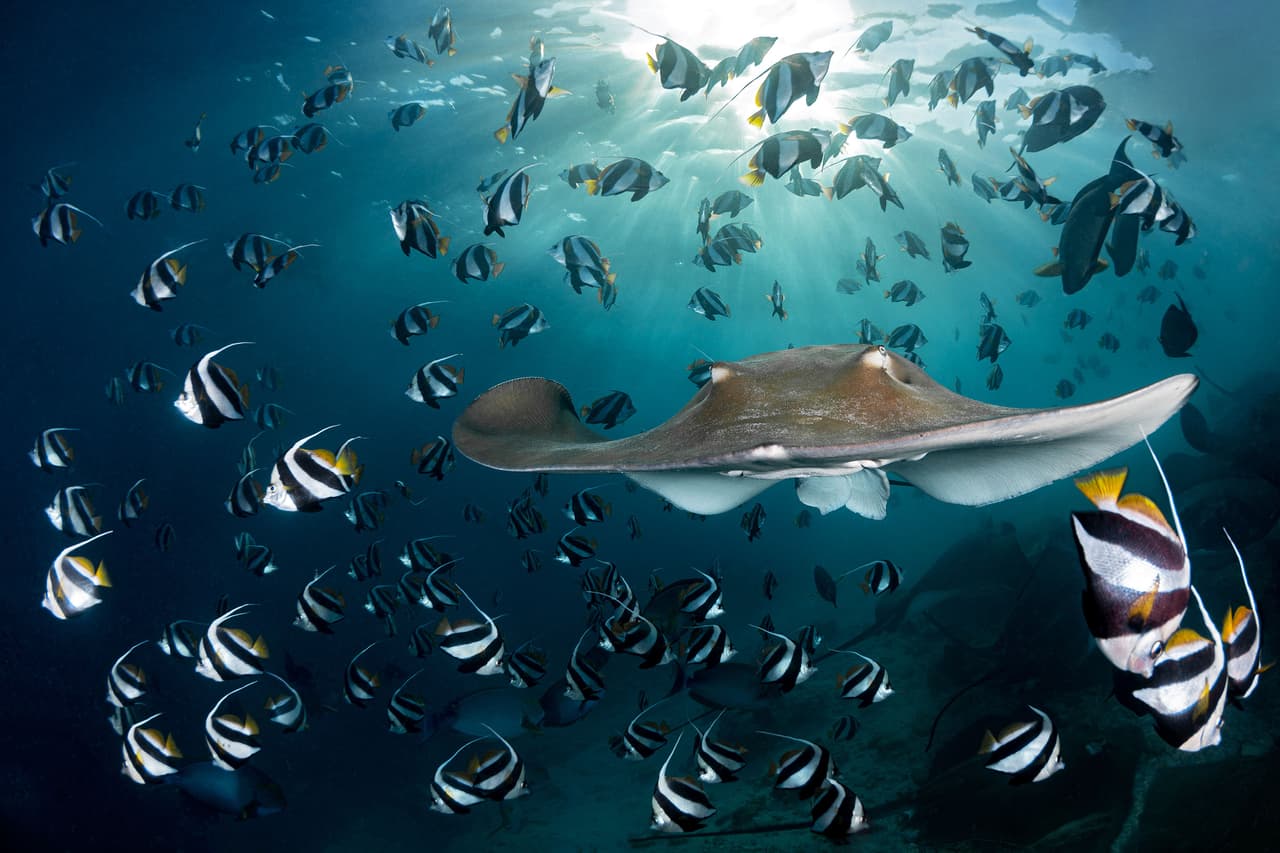 <b>‘Mantarraya del atardecer’</b>
<br>
<br>Imagen finalista en la categoría ‘gran angular’. Fue tomada en Maldivas. 
<br>
