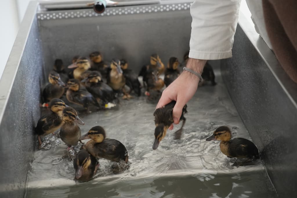 Bañan a unos patitos en el Hospital Veterinario de Fauna Silvestre de Maisons-Alfort, en las afueras de París, el 17 de abril de 2026.