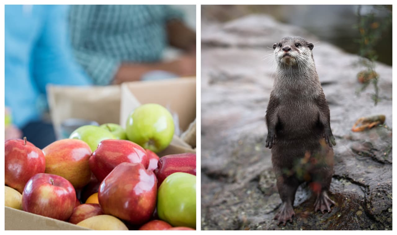 Festival en Austin busca regalar comida a familias y permitir que los niños disfruten de un zoológico
