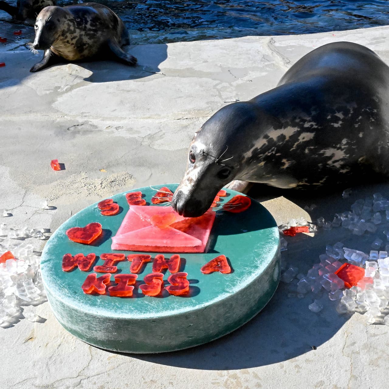 El personal de cuidado de animales del zoológico de Brookfield preparó corazones con temática de San Valentín para las focas.