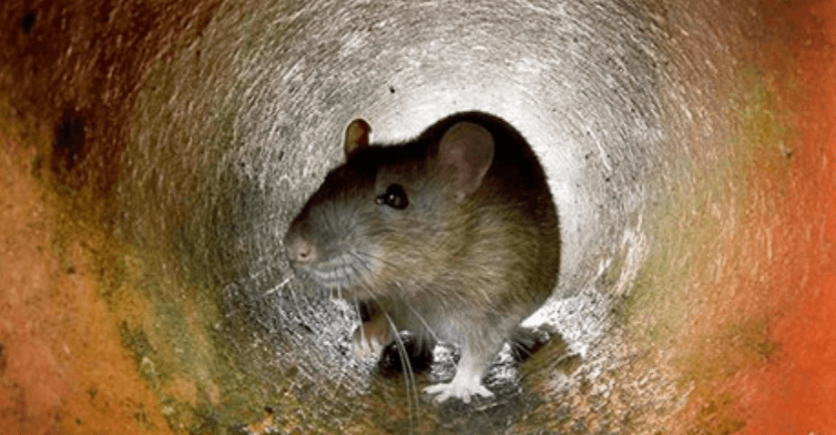 Estos son los peligros de tener una plaga de ratas en tu casa