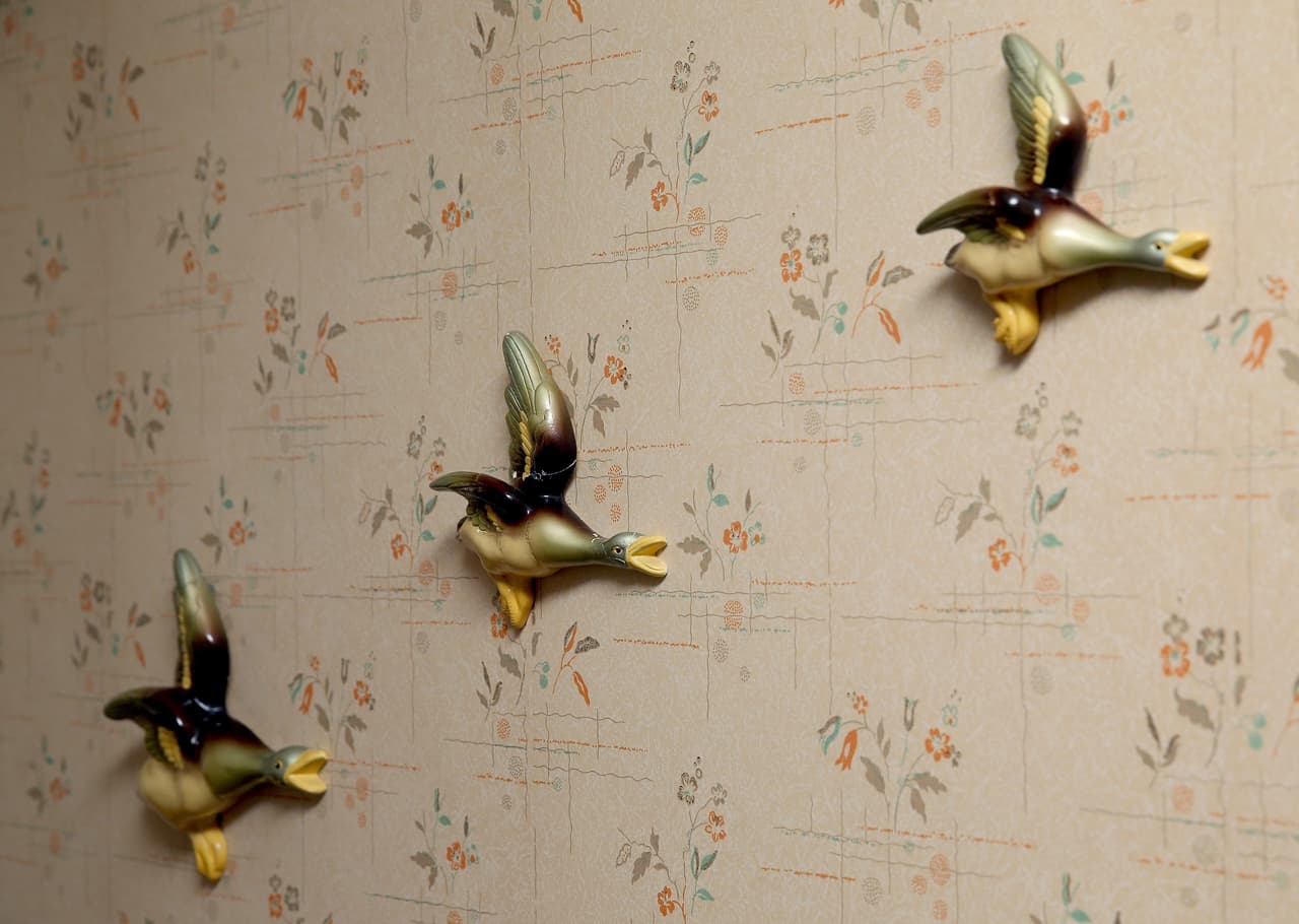 Son la alegría de las paredes.