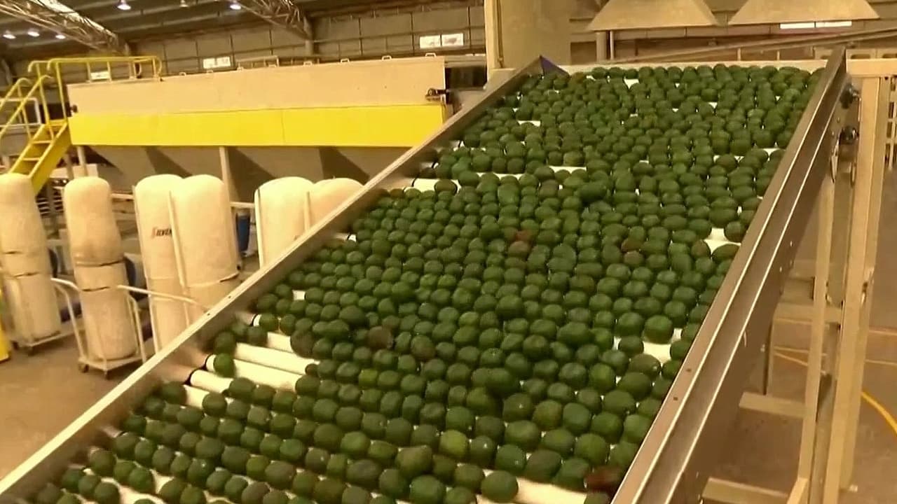 México despliega 1,500 militares en Michoacán para reactivar la exportación de aguacate a EEUU