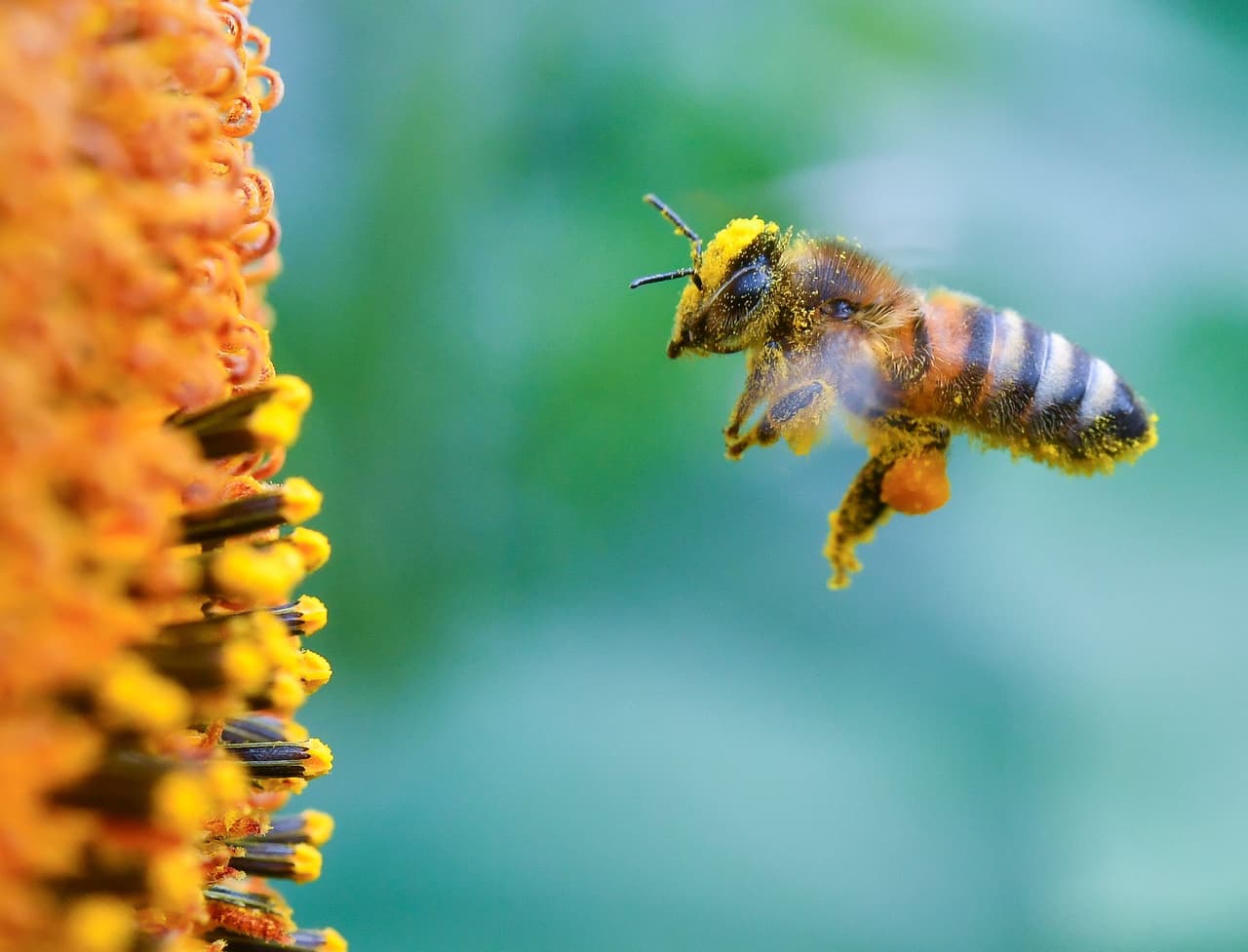 Más de 12,000 personas instan a la Legislatura de Texas prohibir pesticidas que matan a las abejas