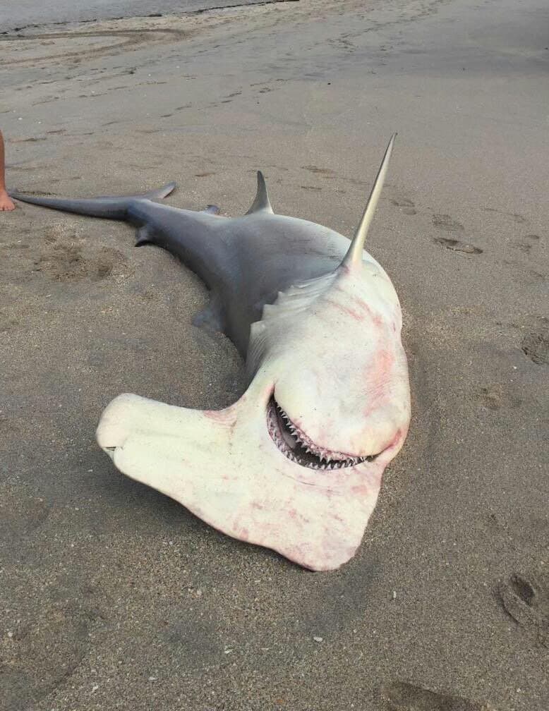 Las autoridades evalúan la posibilidad de realizarle una necropsia.