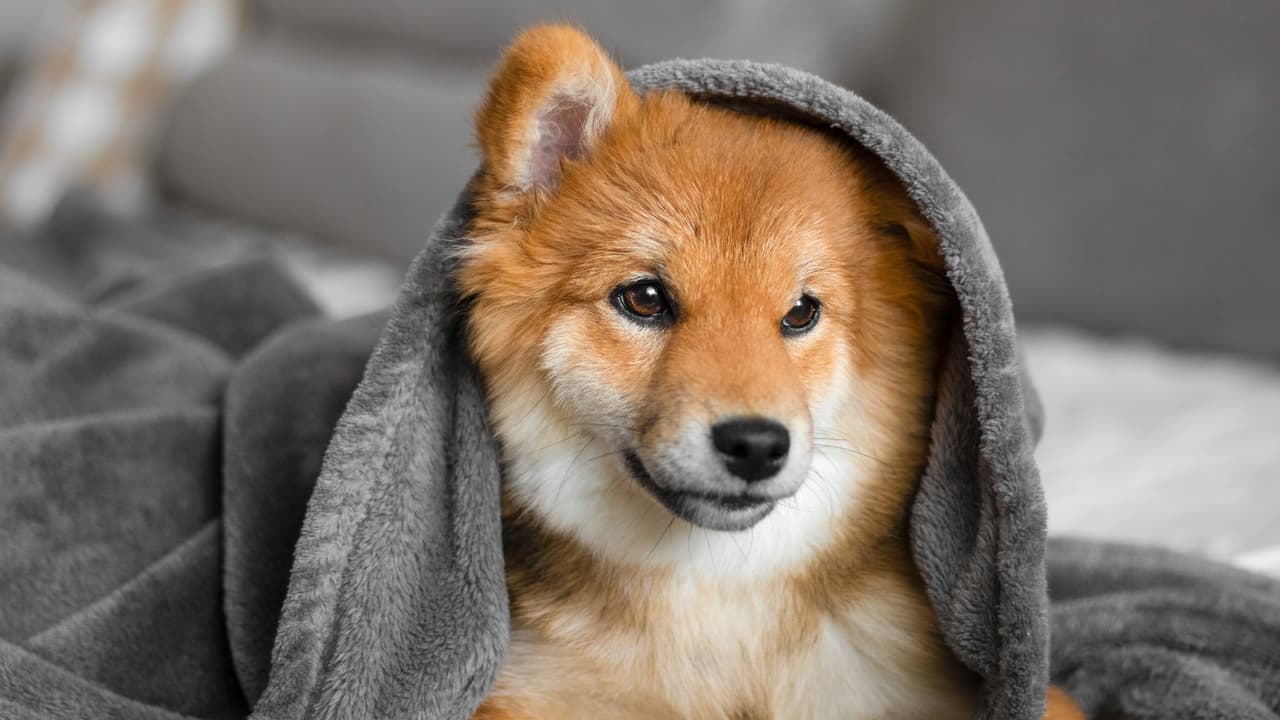 Perro cubierto con una manta