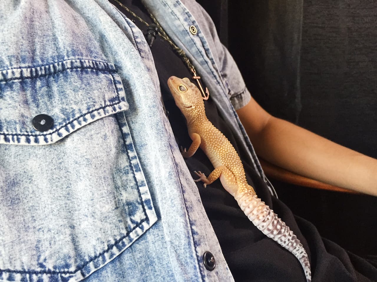 Joel nos dio acceso exclusivo a su casa. Conocimos a sus mascotas, a su familia y hasta a un pequeño lizard que stole our heart.