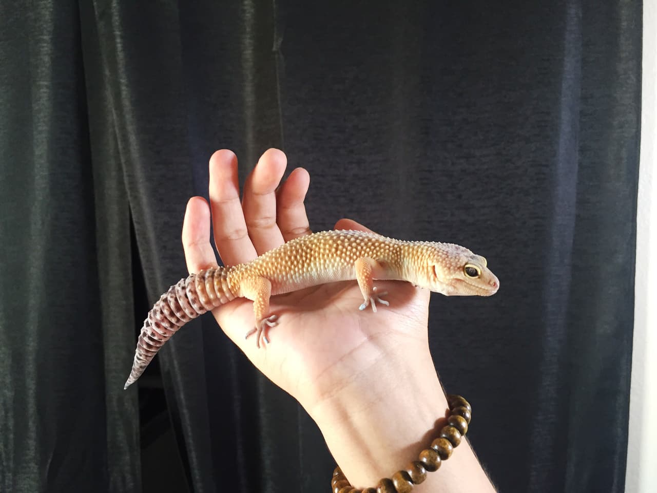 Joel nos dio acceso exclusivo a su casa. Conocimos a sus mascotas, a su familia y hasta a un pequeño lizard que stole our heart.